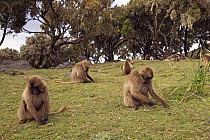 Gelada baboon (Theropithecus gelada) family grazing on grass, Simien Mountains National Park, Ethiopia, November