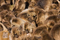 Gelada baboon (Theropithecus gelada) group huddled together, resting and grooming in the early morning, Simien Mountains National Park, Ethiopia, November
