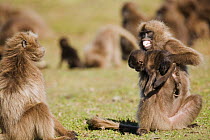 Gelada baboon (Theropithecus gelada) female snatching anothers baby, Simien Mountains National Park, Ethiopia, November