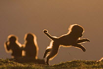 Gelada baboon (Theropithecus gelada) juvenile playing in early evening light, Simien Mountains National Park, Ethiopia, November