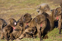 Gelada baboon (Theropithecus gelada) inter-family aggression, Simien Mountains National Park, Ethiopia, November
