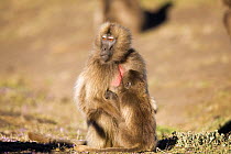 Gelada baboon (Theropithecus gelada) infant aged 9-12 months suckling while its mother warns an unseen threat by flashing her eyebrows, Simien Mountains National Park, Ethiopia, November