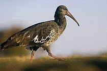 Wattled ibis (Bostrychia carunculata) juvenile, endemic to the Ethiopian Highlands, Simien Mountains National Park, Ethiopia, November