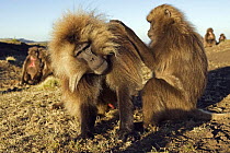 Gelada baboon (Theropithecus gelada) male being groomed, Simien Mountains National Park, Ethiopia, November