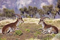 Walia ibex (Capra walie) pair resting, Simien Mountains National Park, Ethiopia, November, endangered species