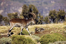 Walia ibex (Capra walie) profile, Simien Mountains National Park, Ethiopia, November, endangered species