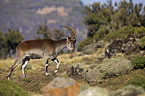 Walia ibex (Capra walie) walking, Simien Mountains National Park, Ethiopia, November, endangered species