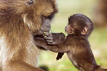 Gelada baboon (Theropithecus gelada) infant' aged 1-3 months trying to suckle while mother feeds, Simien Mountains National Park, Ethiopia, November