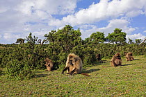 Gelada baboon (Theropithecus gelada) family grazing on grass, Simien Mountains National Park, Ethiopia, November
