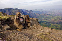 Gelada baboon (Theropithecus gelada) pair sitting on cliff edge, Simien Mountains National Park, Ethiopia, November