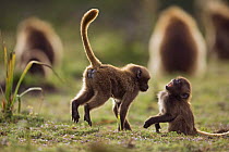 Gelada baboon (Theropithecus gelada) juveniles play fighting, Simien Mountains National Park, Ethiopia, November