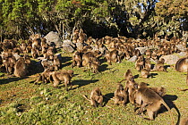 Gelada baboon (Theropithecus gelada) group resting and grooming, Simien Mountains National Park, Ethiopia, November