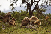 Gelada baboon (Theropithecus gelada) males fighting, Simien Mountains National Park, Ethiopia, November