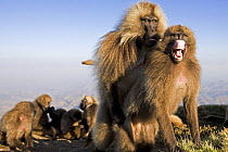 Mature male Gelada baboon (Theropithecus gelada) mounting sub-mature male as part of a social ritual, Simien Mountains National Park, Ethiopia, November