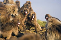 Harem of female Gelada baboons (Theropithecus gelada) confronting a rival male, aggression shown with lip flips, Simien Mountains National Park, Ethiopia, November