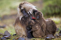 Juvenile Gelada baboons (Theropithecus gelada) huddling against a mature male to protect themselves against the rain, Simien Mountains National Park, Ethiopia, November