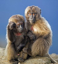 Two Gelada baboon (Theropithecus gelada) infants, 12-18 months, Simien Mountains National Park, Ethiopia, November