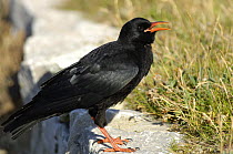 Chough (Pyrrhocorax pyrrhocorax) recently fledged younster perched on wall calling, South Stack, Anglesey, North Wales, UK