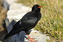Chough (Pyrrhocorax pyrrhocorax) recently fledged youngster perched on wall, South Stack, Anglesey, North Wales, UK