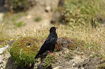 Chough (Pyrrhocorax pyrrhocorax) recently fledged youngster feeding on clifftop, South Stack, Anglesey, North Wales, UK