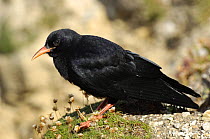 Chough (Pyrrhocorax pyrrhocorax) recently fledged youngster perched on clifftop, South Stack, Anglesey, North Wales, UK