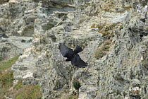 Chough (Pyrrhocorax pyrrhocorax) in flight over cliffs, South stack, Anglesey, North Wales, UK