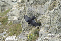 Chough (Pyrrhocorax pyrrhocorax) in flight over clliffs, South Stack, Anglesey, North Wales, UK
