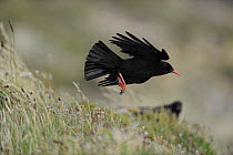 Chough (Pyrrhocorax pyrrhocorax) in flight over clifftop, South Stack, Anglesey, North Wales, UK