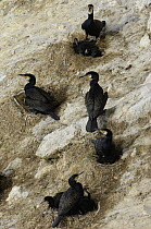 Cormorant (Phalacrocorax carbo) nesting colony with chicks on the Little Orme, Llandudno, North Wales, UK