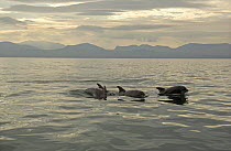 Four Bottlenosed dolphins (Tursiops truncatus) surfacing at dawn in Caernarvon Bay, off the South Coast of Anglesey, North Wales, UK,