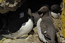 Common guillemot (Uria aalge) pair with egg, Puffin Island, Anglesey, North Wales, UK