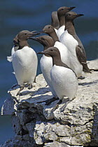 Common guillemots (Uria aalge) on rock ledge, Puffin Island, Anglesey, North Wales, UK