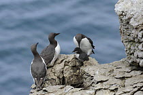 Common guillemots (Uria aalge) three adults and a young chick, Puffin Island, Anglesey, North Wales, UK