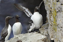 Common guillemot (Uria aalge) three adults and a young chick, Puffin Island, Anglesey, North Wales, UK