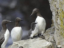Common guillemots (Uria aalge) three adults and a young chick on cliff ledge, Puffin Island, Anglesey, North Wales, UK