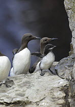 Common guillemots (Uria aalge) with a young chick flapping its wings, Puffin Island, Anglesey, North Wales, UK