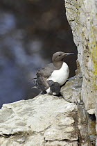 Common guillemot (Uria aalge) brooding a young chick under its wing, Puffin Island, Anglesey, North Wales, UK
