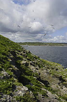 Herring gull (Larus argentatus) colony on cliffs, Puffin Island, Anglesey, North Wales, UK