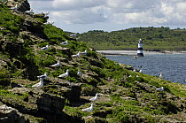 Herring gull (Larus argentatus) colony on Puffin Island with Penmon lighthouse, Anglesey, North Wales, UK