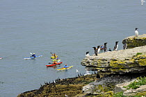 Kayakers off the North coast of Puffin Island, with Razorbills in the foresground, Anglesey, North Wales, UK, kayakiers are a possible disturbance to breeding seabirds.