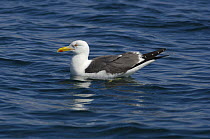 Lesser black backed gull (Larus fuscus) on water, off the South coast of Anglesey, North Wales, UK