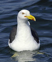 Lesser black backed gull (Larus fuscus) on water, off the South coast of Anglesey, North Wales, UK