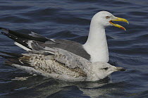 Lesser black backed gull (Larus fuscus) with fledged youngster begging for food, off the South coast of Anglesey, North Wales, UK
