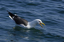 Lesser black backed gull (Larus fuscus) calling on the water, off the South coast of Anglesey, North Wales, UK