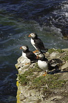 Three Puffins (Fratercula arctica) on a rock ledge, Puffin Island, Anglesey, North Wales, UK