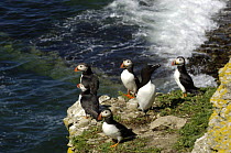 Five Puffins (Fratercula arctica) on a rock ledge with a Razorbill (Alca torda) Puffin Island, Anglesey, North Wales, UK
