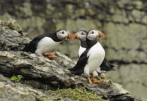 Three Puffins (Fratercula arctica) socializing on a rock ledge, Puffin Island, Anglesey, North Wales, UK