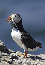 Puffin (Fratercula arctica) with bill full of Sand eels, Puffin Island, Anglesey, North Wales, UK