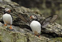 Two Puffins (Fratercula arctica) one stretching it's wings, Puffin Island, Anglesey, North Wales, UK