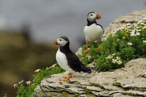 Two Puffins (Fratercula arctica) on a clifftop, Puffin Island, Anglesey, North Wales, UK